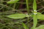 Tropical girdlepod